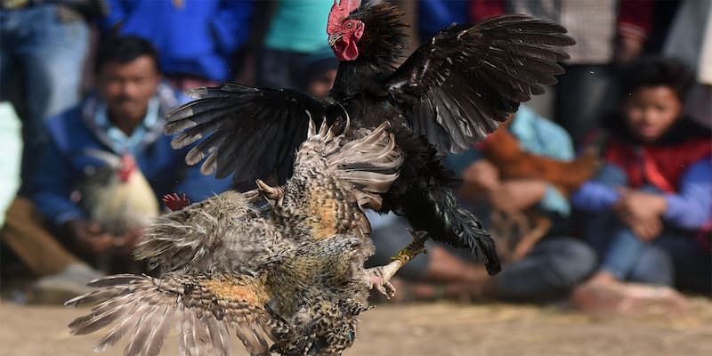 Hướng dẫn chơi trực tiếp đá gà 88