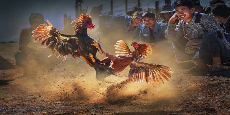 Kinh nghiệm chiến thắng khi chơi chọi kê ăn tiền khủng